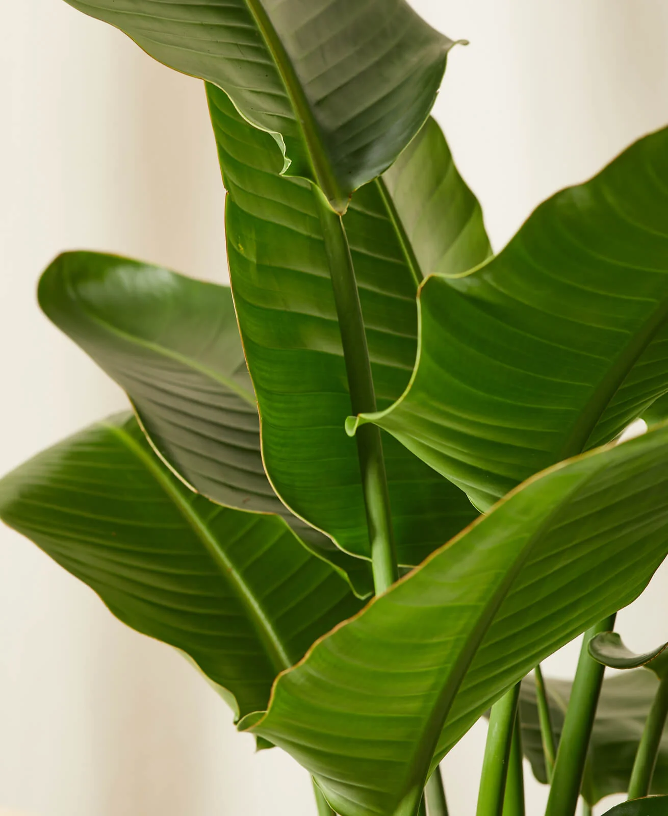 Bird of Paradise LG - Image 3