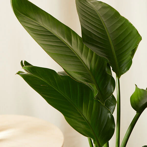 Bird of Paradise XXL - Image 4