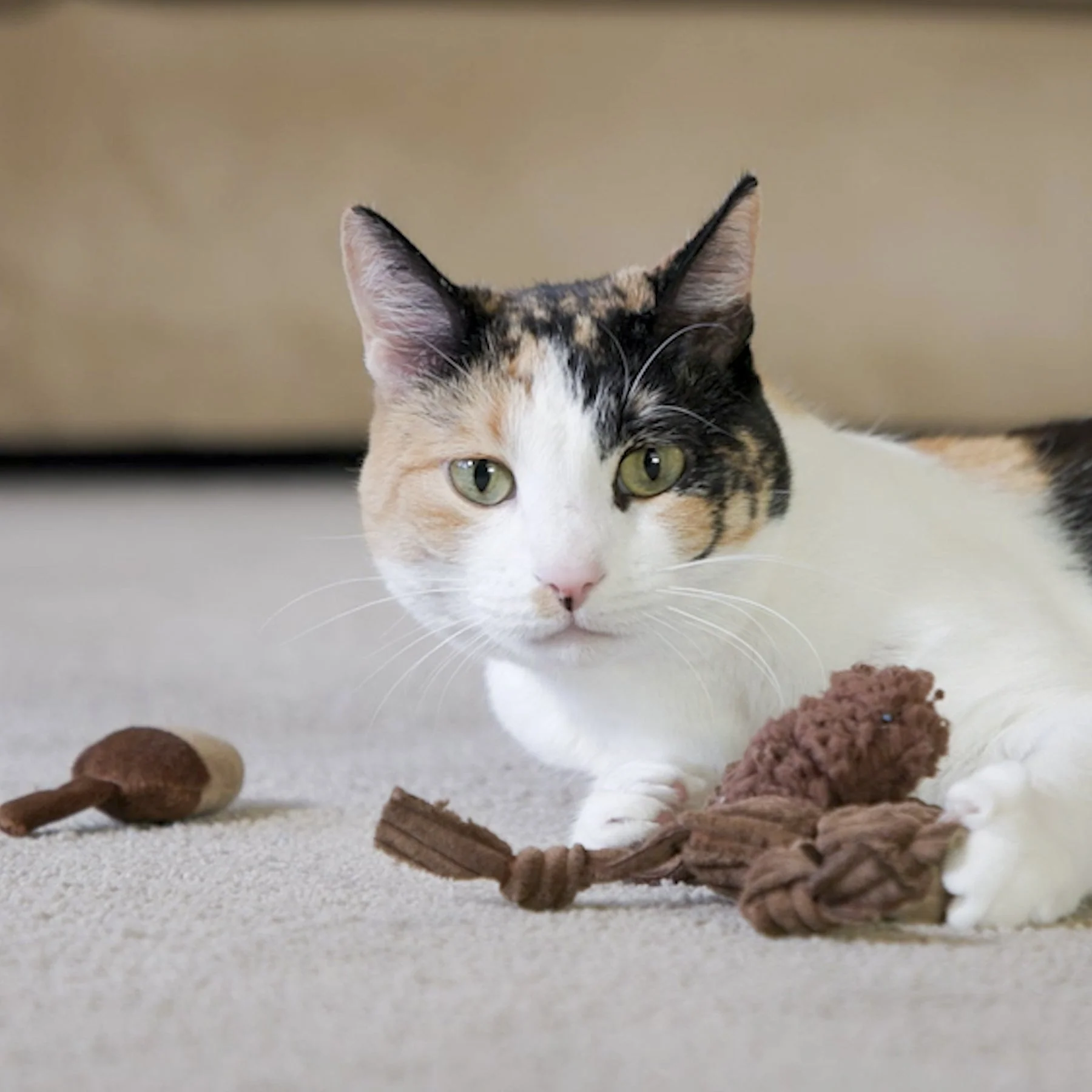 HuggleKatsÂź Wee Chippie and His Acorn Cat Toy Set - Image 9